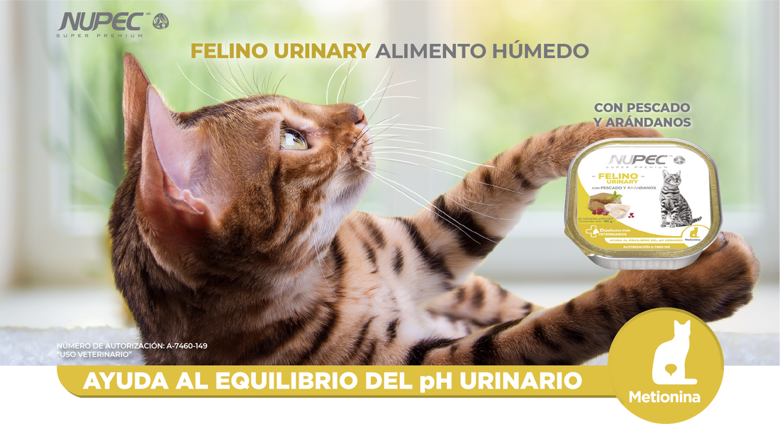 Alimento Urinary para gatos: Protege su salud urinaria con lo mejor de Nupec 🐱💙