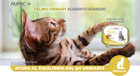 Alimento Urinary para gatos: Protege su salud urinaria con lo mejor de Nupec 🐱💙