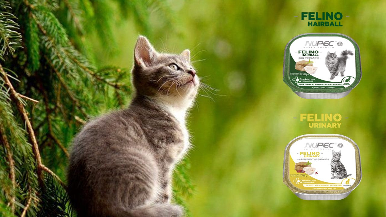 Alimento húmedo paquete de 20 latas nupec felino urinary y hairball para gato 100 gr